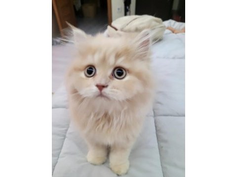 British longhair bal bebekler