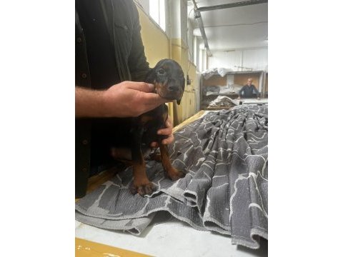 A+ plus doberman yavrularımız