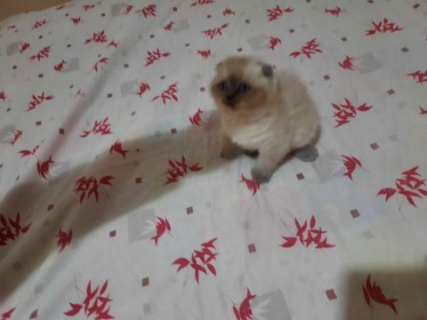 British shorthair blue point yavrular