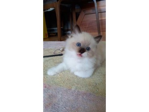 Safkan ragdoll mitted point