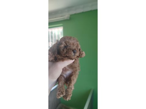A kalite toy poodle yavrularımız