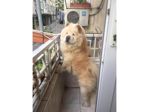 Maddi sıkıntılardan dolayı sahiplendirmek için çin aslanı