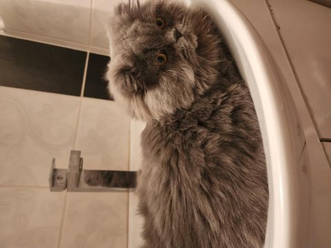 6 aylık aşıları tam scottish fold