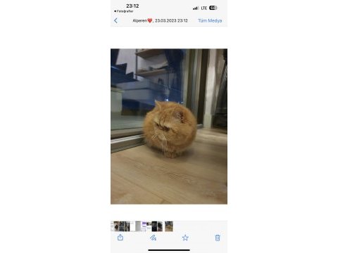 3 yaşında exotic shorthair erkek kedimiz