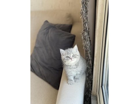 İnsan canlısı sevimli british shorthair yavrum 