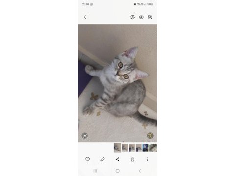 British shorthair oğlum zeus yuvasını arıyor