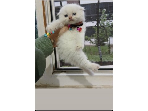 2 aylık british shorthair bebekler
