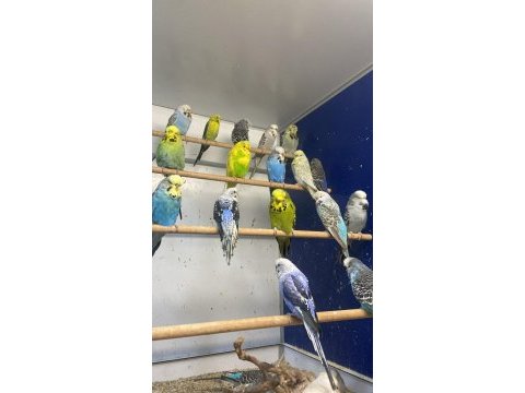 Show jumbo muhabbet kuşu