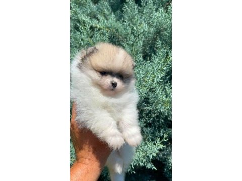 Erkek teacup boy teddy bear pomeranian