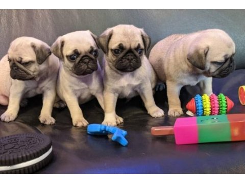 Irk ve sağlık garantili pug