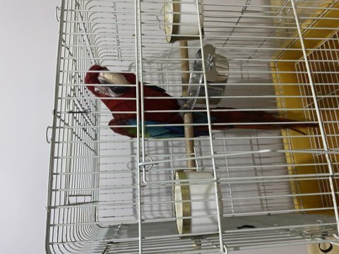 Ara macaw papağanı
