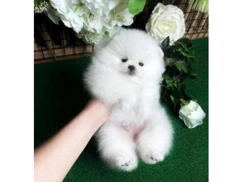 Yavru pomeranian köpekleri