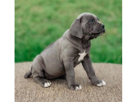 Safkan eğitimli cane corso