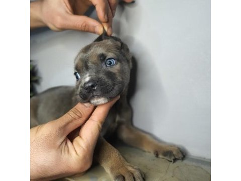Egzotik cane corso yavrularım