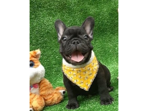French bulldog yavruları