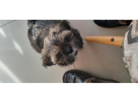 Güzel shih tzu kızım yeni evine gitmeye hazır