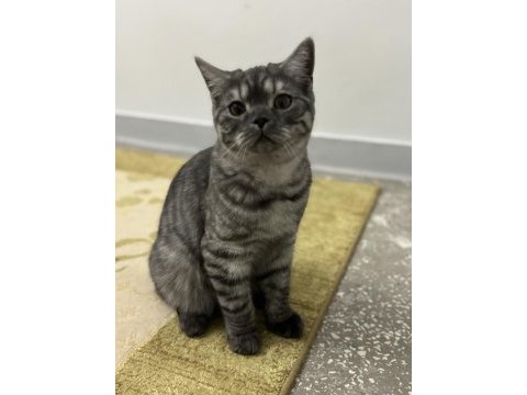 Orijinal anne baba british shorthair yuva arıyor