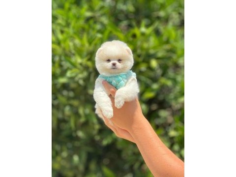 Pomeranian boo bebekler ırk ve sağlık garantili