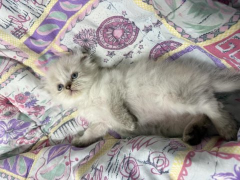 A kalite scottish fold açıklamayı okuyun