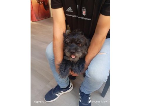 Köpeğimizi eşleştirmek istiyoruz