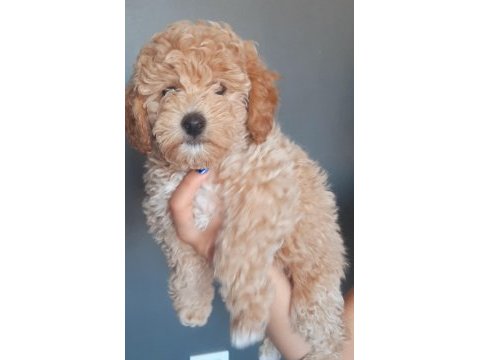 Toy poodle yavrumuz yuvasını arıyor