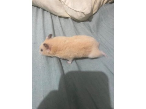Acil hamster ilan çok ucuza vereceğim