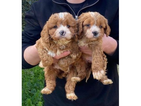 Orjinal teacup garantili maltipoo