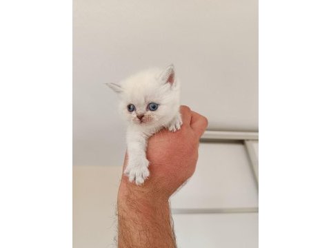 Bluepoint british shorthair yavru kediler