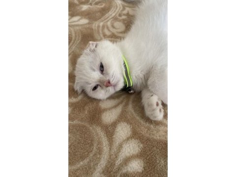 2.5 aylık erkek scottish fold acil yuva
