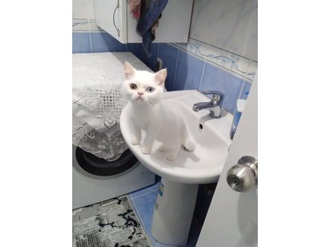 3 yaşında erkek odd eyes british shorthair