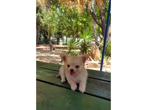 Longhair erkek chihuahua