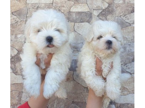Maltese-terrier çok sevimli yavrular