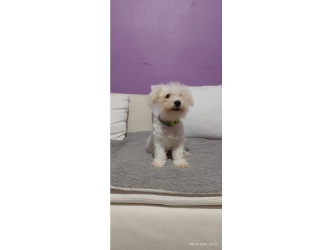 4 aylik terrier bebek uyguna verilecek