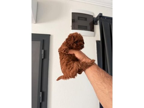 Korea toy poodle gerçek orjinal yavrular