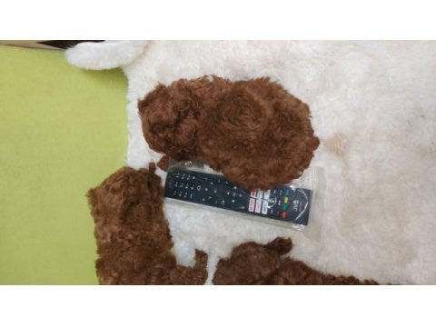 Kore bebekler 2 erkek bir dişi poodle