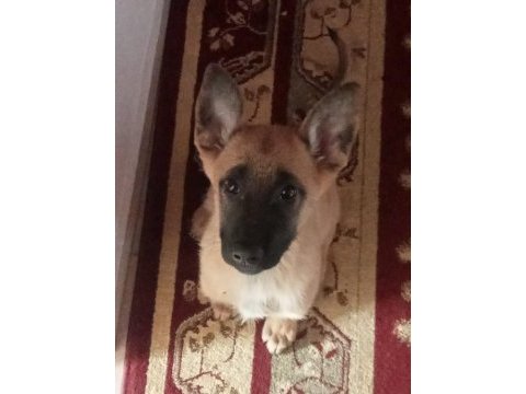 Malinois 3.5 aylık