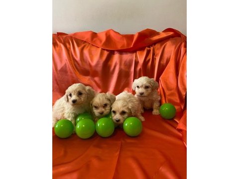 Pamuk gibi maltipoo bebekler
