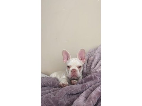 İsabella tan platinium erkek yavru french bulldog