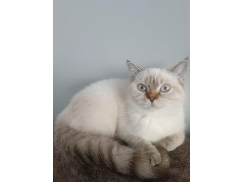 6 aylık british longhair