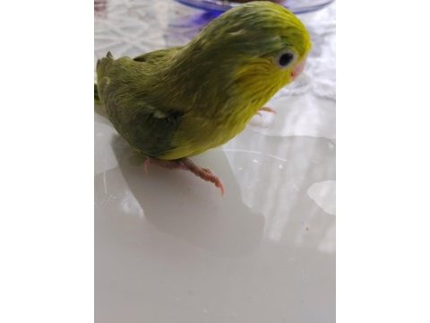 Bebek forpus papağanı