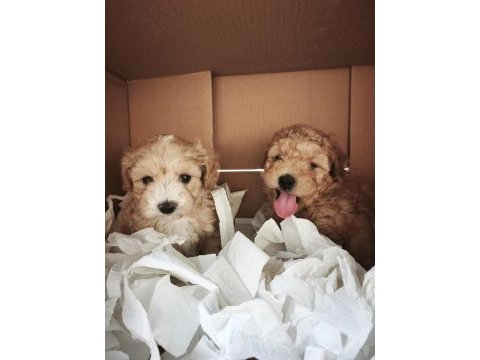 Maltipoo yavrularımız