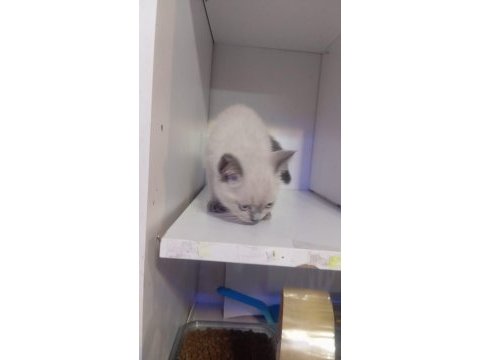 British shorthair yavrular yeni yuvasını arıyor