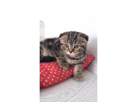 Scottish fold 3 aylık yavru
