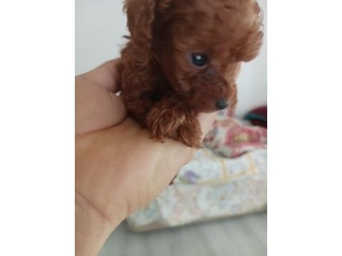 Kore toy poodle
