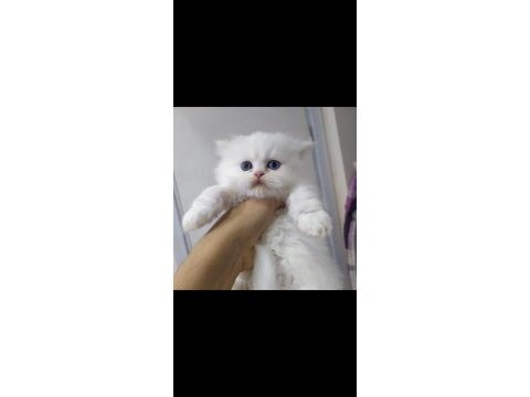 British longhair point dişi yavrum