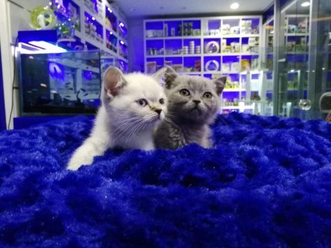 Safkan british shorthair yavrularımız
