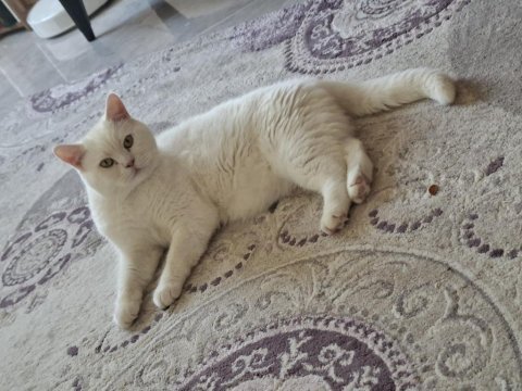 British shorthair oğlumuz yeni ailesini arıyor