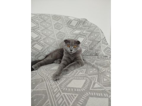 9 aylık scottish fold