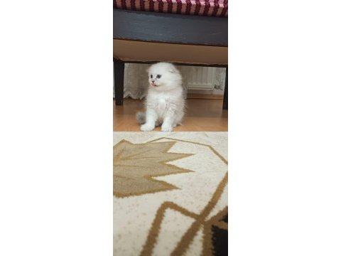 Mavi gözlü erkek scottish fold