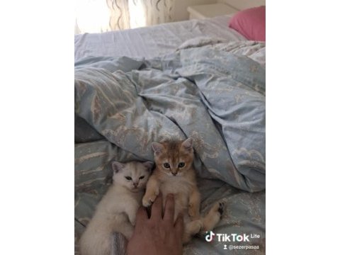 British shorthair yavrularım